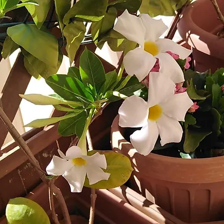 C'era Una Volta...la Terrazza Dei Nonni בית נופש גאליפולי