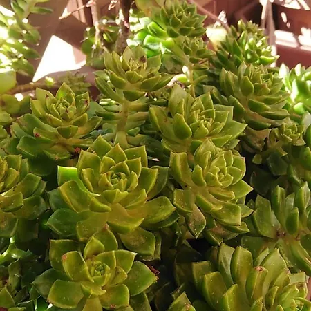 בית נופש C'era Una Volta...la Terrazza Dei Nonni *